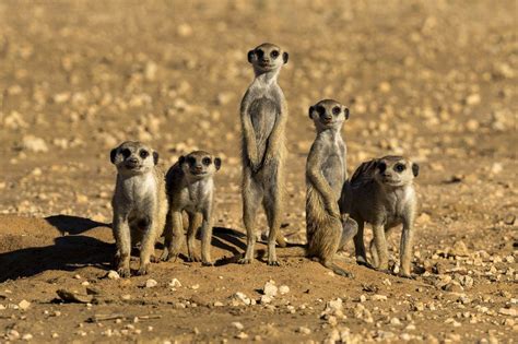 Cute Pictures Show Delighted Meerkats Sharing A Hug
