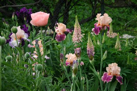 Tall Bearded Irises With Lupine An Easy To Grow
