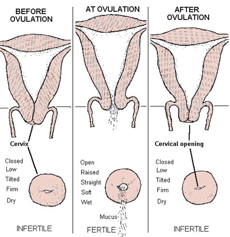 How To Detect Your Cervix Position CP And Cervical Mucus CM Type