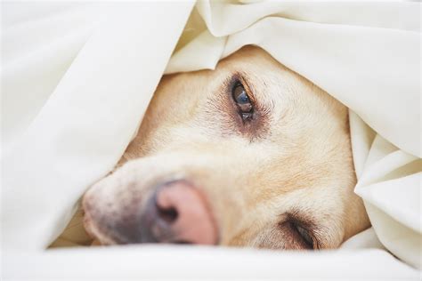 Najcz Stsze Choroby Oczu U Psa Przyczyny Objawy Rozpoznawanie Leczenie