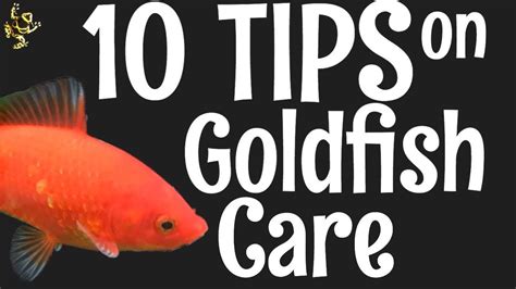Goldfish Care 10 Things You Should Know Youtube Goldfish Care