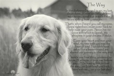 For All My Dogs Golden Retriever Retriever Dog Poems
