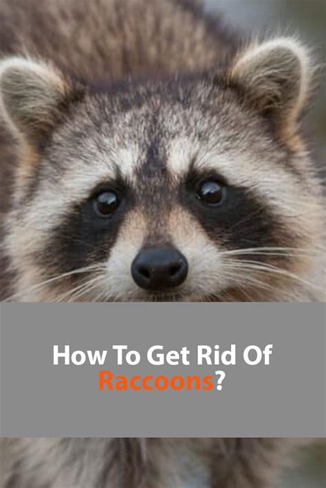 How To Get Rid Of Raccoons Raccoon Repellent Rodent Repellent