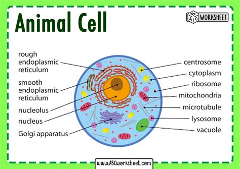 Animal Cell Parts And Structure