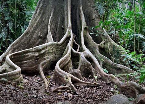 Detail Tree Roots Rain Forest Photograph By Dirk Ercken