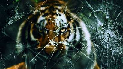 Broken Screen Tiger Wallpapers Cracked Glass Crack