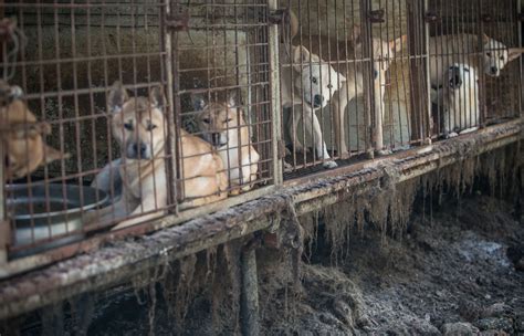 Dozens Of Dogs Rescued From South Korean Dog Meat Farm Arrive In