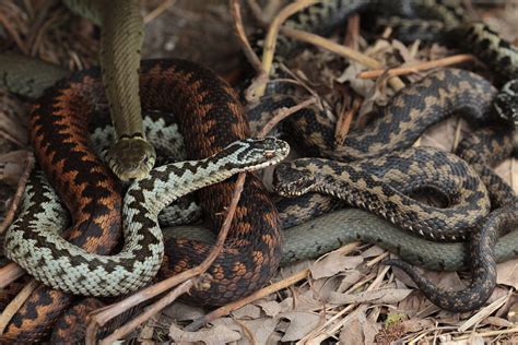 Snakes A Bunch Of Adders Grass Snakes And Slow Worms Und Flickr