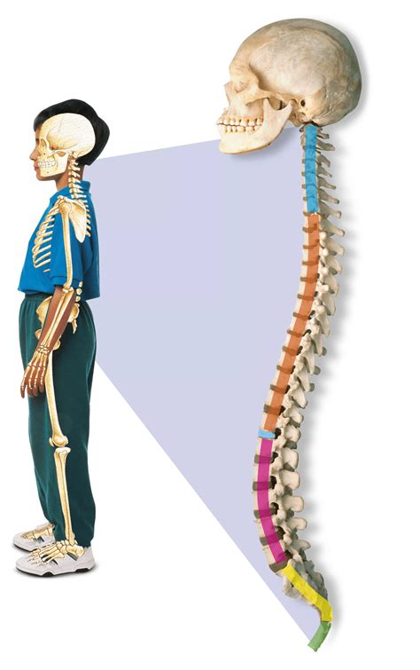 Skeleton Human Back Bones Anatomy Body Human Spine Neck And Shoulder