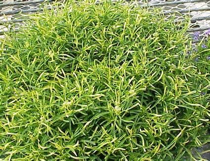 Alternanthera ficoidea is native to south america and mexico. Alternanthera ficoidea bettzickiana Gold Thread ...