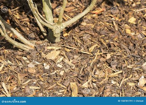 Gardens Texture Landscaping Bark Chippings Royalty Free Stock