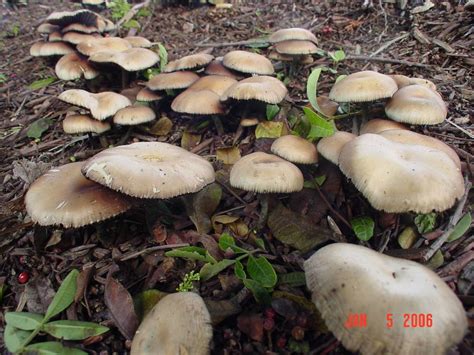 Psilocybe Cyanofriscosa Found In Ohio Mushroom Hunting