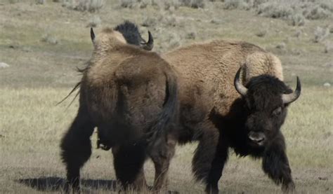 Video Stunningly Shot Compilation Of Scenes From Yellowstones Bison Rut