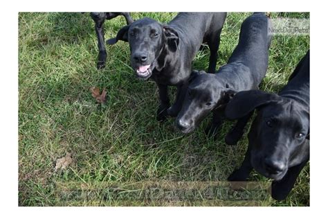 3530 scott st • houston, tx. Black Ma B: Great Dane puppy for sale near Springfield ...