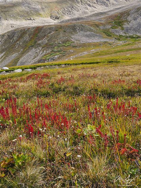 Alpine Wildflowers 6 Photograph By Aaron Spong Fine Art America