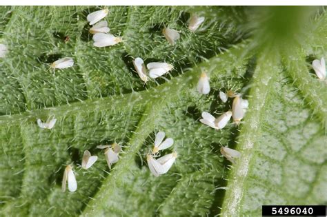 Greenhouse Whitefly Trialeurodes Vaporariorum