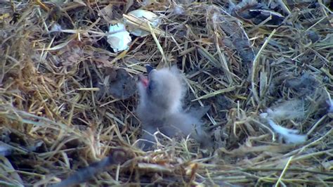 Dnr Eaglecam Chick Dies After Nest Falls From Tree Fox21online