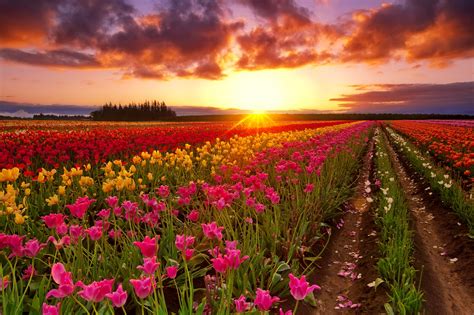 Tulip Field At Sunset Hd Wallpaper Background Image