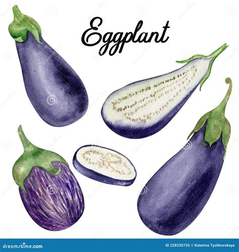 9001 Eggplant Vegetable Hand Drawn Set Watercolor Food Illustration