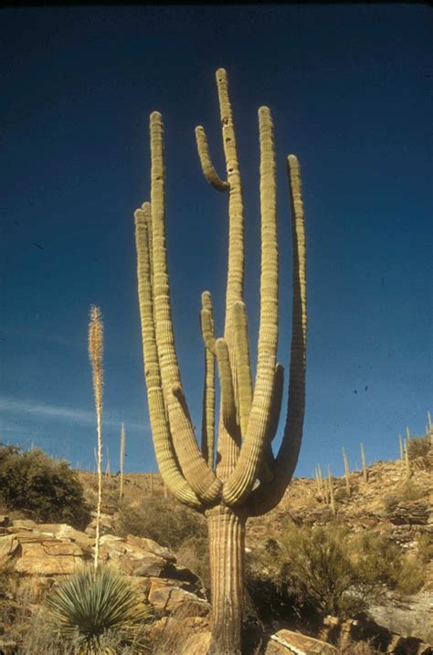 What To Know Before You Visit Saguaro National Park Us National
