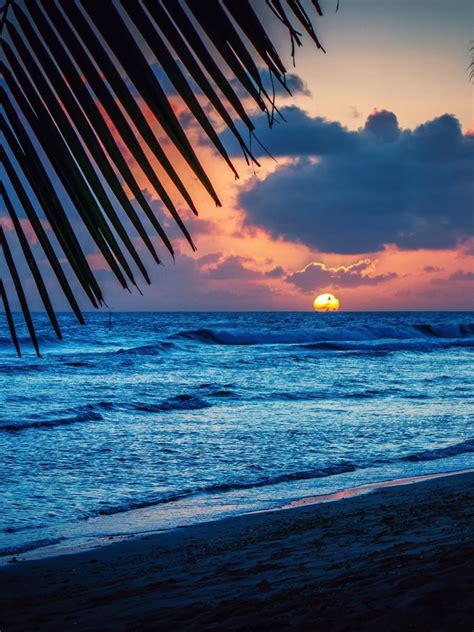 Free Download Barbados Caribbean Barbados Caribbean Sea Evening Beach