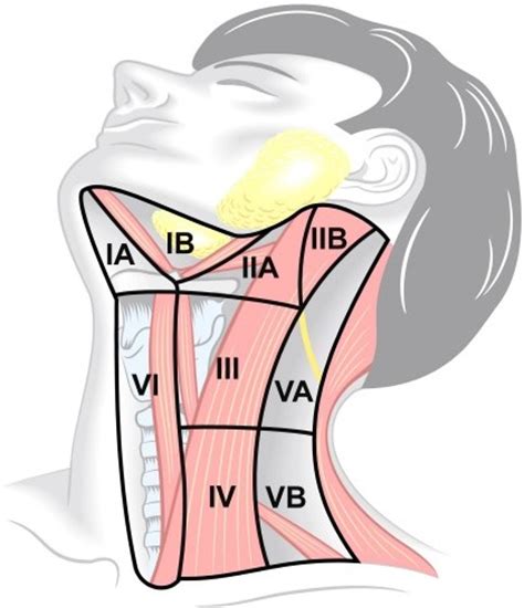 Superficial cervical lymph nodes — infobox lymph name = superficial cervical lymph nodes latin = nodi lymphoidei cervicales graysubject = 177 graypage = 697 caption = 1: Topography of the cervical lymph node regions with desc ...