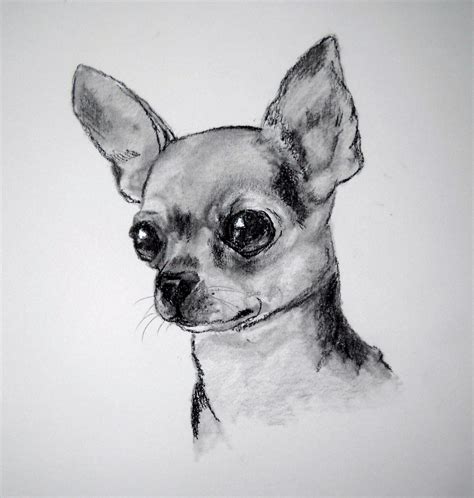 How To Draw A Chihuahua Youtube Chihuahua Drawing Dog