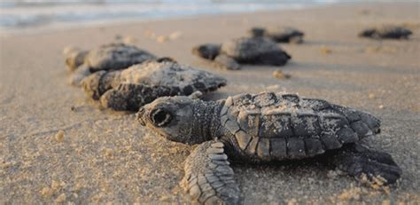 Turtle Saving Tips Palmilla Beach Resort In Port Aransas TX