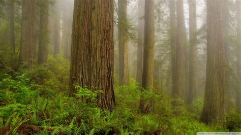 30 Redwood National Park Wallpapers