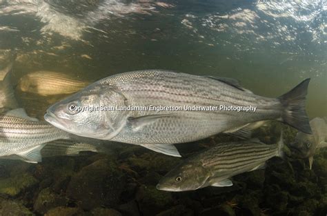 Striped Bass Underwater Images Engbretson Underwater Photography