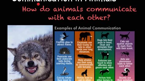 How Do Animals Communicate Animal Communication Through Research On