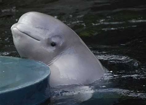 Baby Beluga Whale Belugacam Jonathansomers Flickr