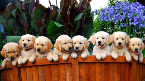 It's an unconciousness movement the body does as the brain relives and reexperiences things as they get stored into their. Golden Retriever Litter Size - Annie Many