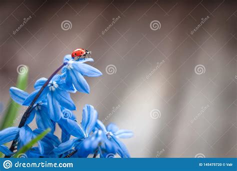 Ladybug On A Blue Flower Stock Photo Image Of Abstract 145475720