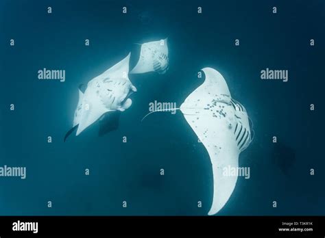 Closeup Of 4 Of Giant Oceanic Manta Rays Manta Birostris In Palau