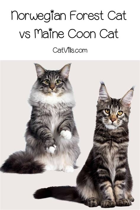 Norwegian Forest Cat Vs Maine Coon A Comparison Guide Artofit