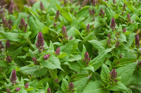 5 Best Perennial Herbs For Your Home Garden