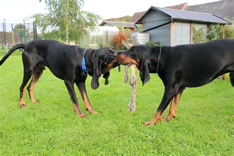 Pin On Black And Tan Coonhounds