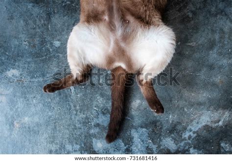 Fat Siamese Cat Lying On Floor Stock Photo 731681416 Shutterstock