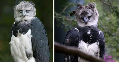 Harpy Eagle Is So Big Some Think Its A Human Wearing A Costume