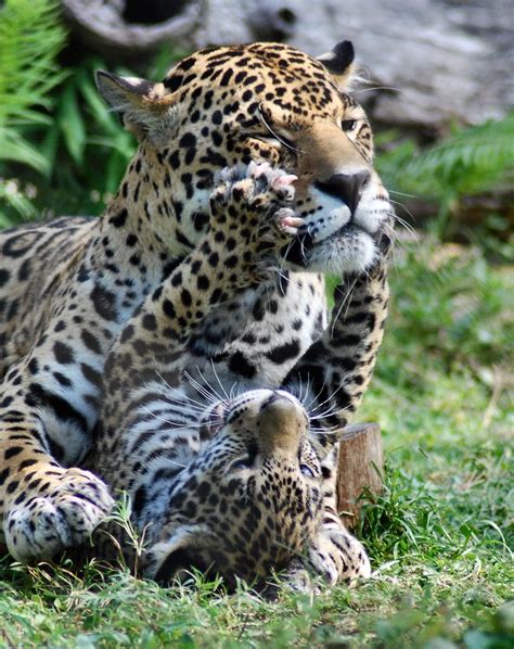 Mother And Baby Jaguars Humor Pinterest Baby Jaguar