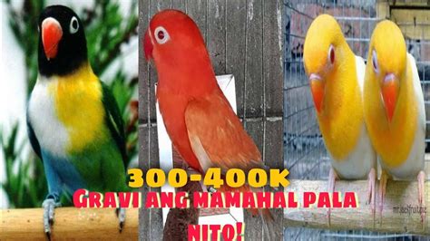 Top Expensive And Rare Lovebirds Mutation Ii Most Beautiful African