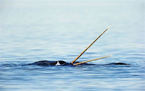 Narwhal Tusks Point To Changing Arctic Conditions Scientific American