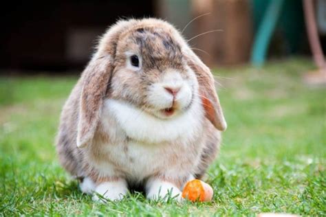 Holland Lop Rabbit Eating A Carrot Rabbit Scout