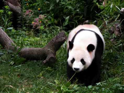 More images for walking in the jungle » Lovely Animals (Album 8) | FunJunktion