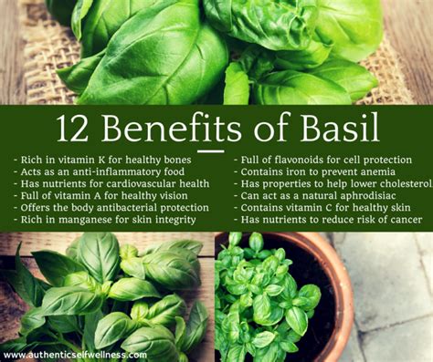 12 Health Benefits Of Basil Basil Health Benefits Basil Nutrition