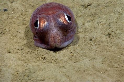 Gallery Cutest Creatures From Deep Sea Canyons Live Science