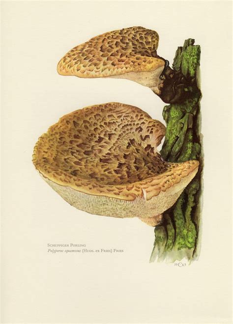 Mushroom Print Vintage Lithograph Of Dryad S Saddle Or Pheasant S Back