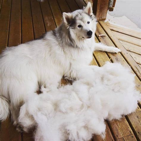The best dog food for shedding will contain these as supplements or they can occur naturally in ingredients such as oily fish and flaxseed. Is This Much Shedding Normal? When Hair Loss in Pets is ...
