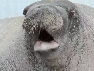 Walrus Gif Find Share On Giphy Giphy Walrus Gif